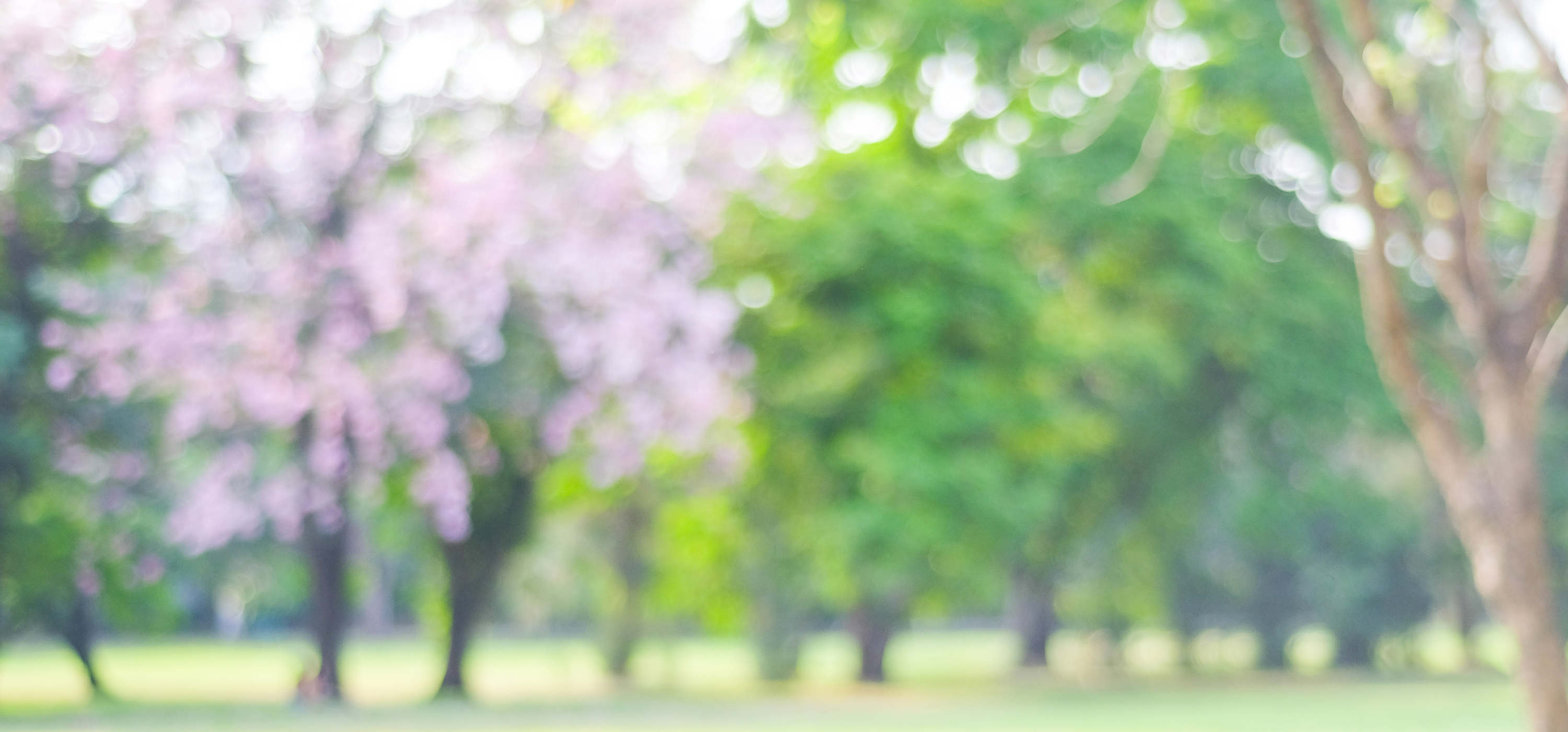 Blurred spring and summer nature background, Blur greenry park outdoor background